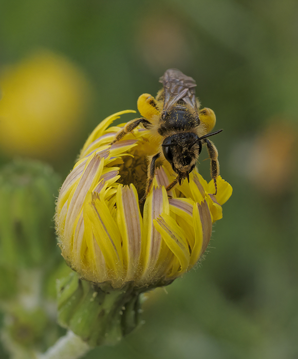 Andrenidae: Andrena sp.